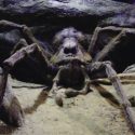 A picture of a very large spider